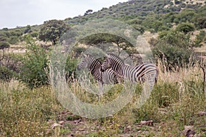 Burchels zebra in pilanesberg National Park