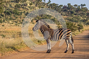 Burchels Zebra standing on a dirt road