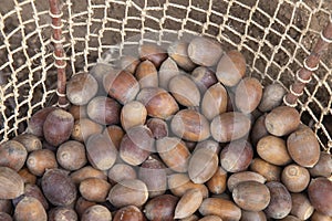 Burden basket with acorn harvest photo