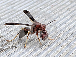 Burdened Wasp