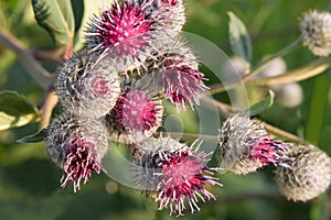 Burdock