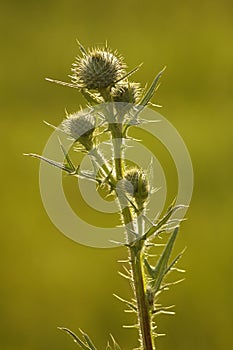 Burdock