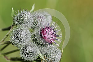 Burdock