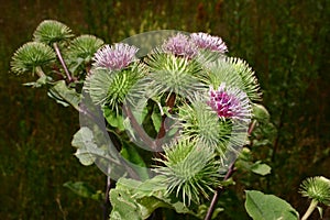Burdock (Arctium)