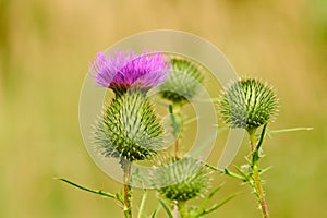 Burdock (Arctium lappa)