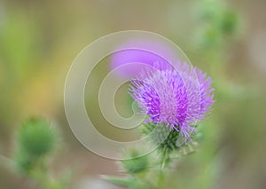 Burdock Arctium lappa