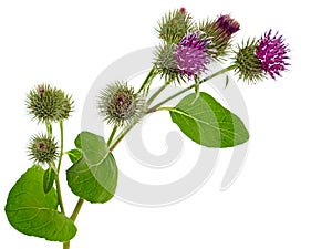 Burdock plant, Arctium lappa photo