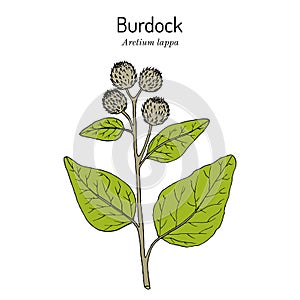 Burdock, Arctium lappa, or beggars buttons, medicinal plant