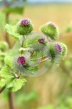 Burdock Arctium lappa photo