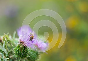 Burdock - Arctium lappa - and honey bee