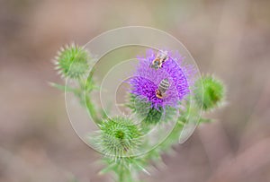 Burdock - Arctium lappa - an two bees