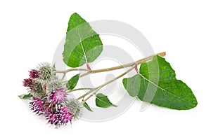 Burdock Arctium lappa