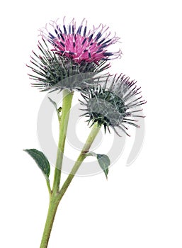 Burdock bloom and bud isolated on white