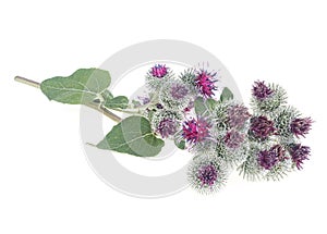 Burdock branch with flowers and leaves isolated on white background. Prickly heads of burdock flowers