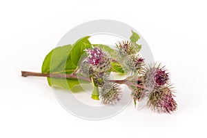 burdock branch isolated on white background