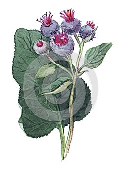 Burdock herb