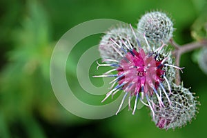 Burdock flower