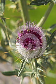 Burdock flower