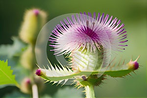 Burdock Flower Botanical Illustration, Arctium, Lappa Realistic Painting, Burdock Drawing Imitation, Abstract Generative AI