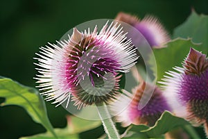 Burdock Flower Botanical Illustration, Arctium, Lappa Realistic Painting, Burdock Drawing Imitation, Abstract Generative AI