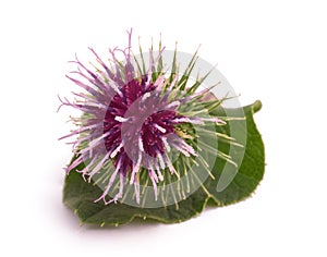 Burdock flower