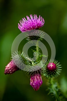 Burdock flower on a green background