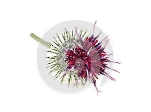 Burdock flower isolated on white background.