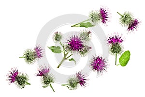 Burdock flower isolated on white background with copy space for your text. Medicinal plant: Arctium. Top view. Flat lay