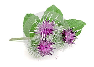 Burdock flower isolated on white background. Medicinal plant: Arctium