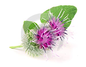 Burdock flower isolated on white background. Medicinal plant: Arctium
