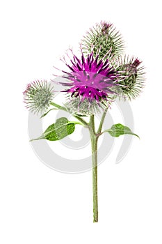 Burdock flower isolated on white background. Medicinal plant: Arctium