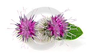 Burdock flower isolated on white background. Medicinal plant: Arctium