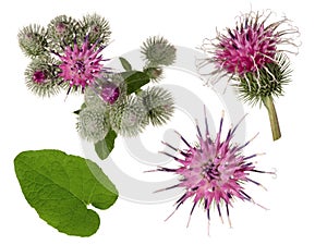 Burdock flower with leaf and buds set isolated on white background