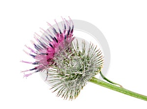 Burdock flower