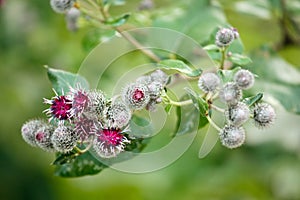 Burdock flowers (arctium minus)