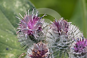 Burdock flowers, close up shot