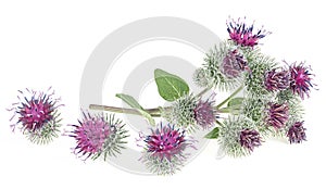 Burdock flowers with green leaves isolated on white background. Prickly heads or Burdock flowers. Medicinal plant: Arctium