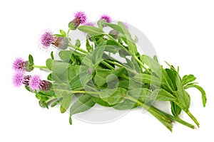 Burdock flowers isolated on a white background. Arctium lappa