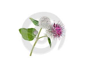 Burdock flowers and leaves isolated on white