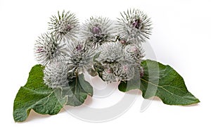 Burdock flowers  on a white background . Medicinal plant Arctium lappa  also called Greater Burdock, Edible Burdoc