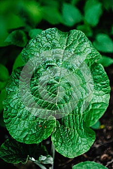 Burdock green leaf . Close-up. Green plants. nature. great plan.