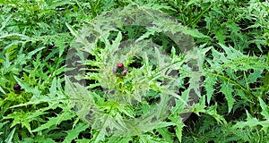 Burdock growing at an altitude of about 4000 meters above sea level in the mountains.