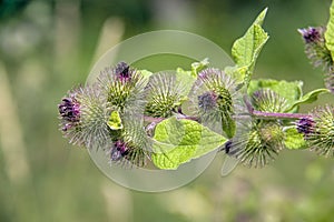 Burdock Herb Branch