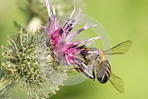 Burdock honey. Bee collecting pollen from a Greater burdock Arctium lappa flower