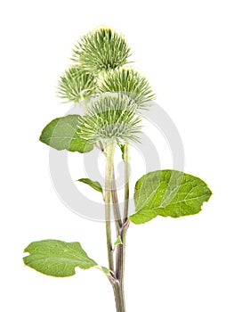 Burdock isolated on white background