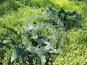 Burdock with large green leaves