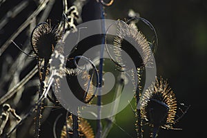 Burdock, a large herbaceous, agrimony, bur, burr, thorn, barb, bur, prickle, spine, burr