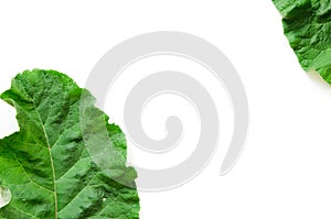 Burdock leaf Arctium lappa isolated on white. Medicinal plant burdock is used in herbal medicine and cosmetology.
