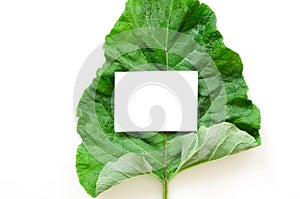 Burdock leaf Arctium lappa isolated on white. Medicinal plant burdock is used in herbal medicine and cosmetology.