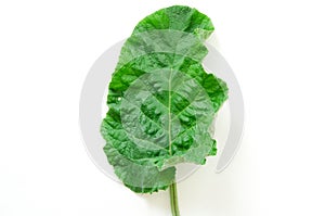 Burdock leaf Arctium lappa isolated on white. Medicinal plant burdock is used in herbal medicine and cosmetology.